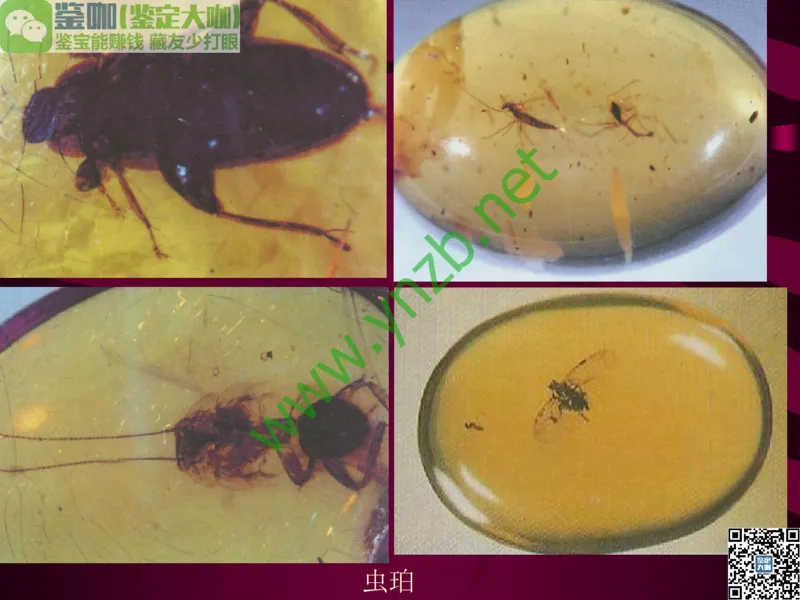 第12讲：自然历史中的生命瑰宝：有机宝石(珊瑚、琥珀、象牙等)_X018-玉石珠宝鉴定教程最新合集_3、珠宝玉石鉴赏学习资料合集_珠宝玉石大学培训讲座教材