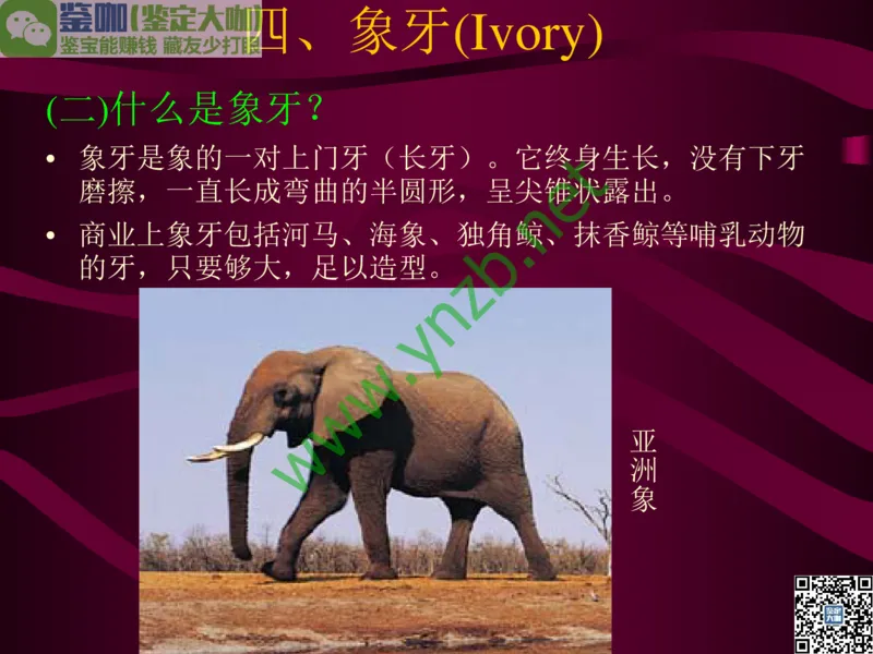 第12讲：自然历史中的生命瑰宝：有机宝石(珊瑚、琥珀、象牙等)_X018-玉石珠宝鉴定教程最新合集_3、珠宝玉石鉴赏学习资料合集_珠宝玉石大学培训讲座教材