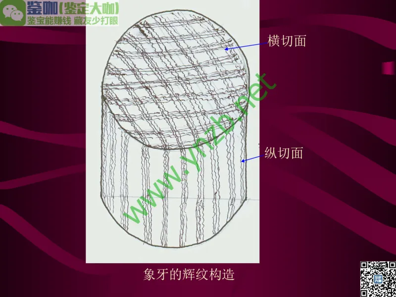 第12讲：自然历史中的生命瑰宝：有机宝石(珊瑚、琥珀、象牙等)_X018-玉石珠宝鉴定教程最新合集_3、珠宝玉石鉴赏学习资料合集_珠宝玉石大学培训讲座教材