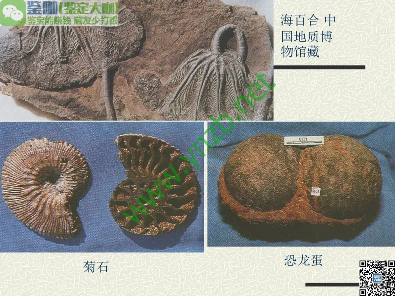 第13讲：异彩纷呈、鬼斧神工的观赏石_X018-玉石珠宝鉴定教程最新合集_3、珠宝玉石鉴赏学习资料合集_珠宝玉石大学培训讲座教材