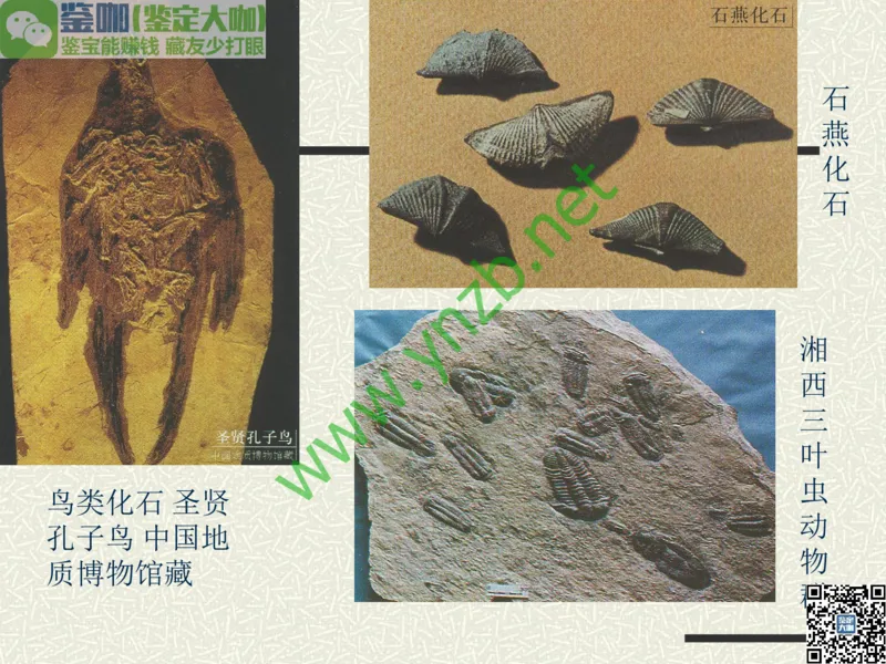 第13讲：异彩纷呈、鬼斧神工的观赏石_X018-玉石珠宝鉴定教程最新合集_3、珠宝玉石鉴赏学习资料合集_珠宝玉石大学培训讲座教材