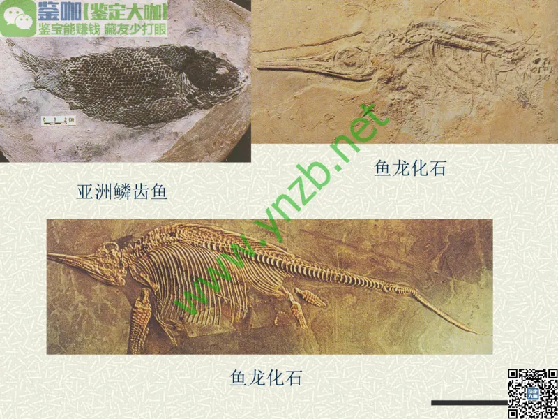 第13讲：异彩纷呈、鬼斧神工的观赏石_X018-玉石珠宝鉴定教程最新合集_3、珠宝玉石鉴赏学习资料合集_珠宝玉石大学培训讲座教材