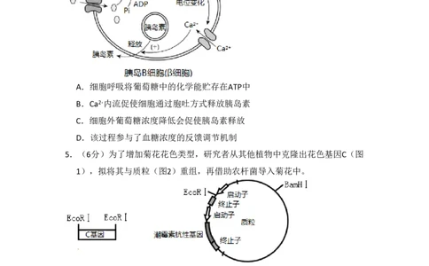 2017年高考生物试卷（北京）（空白卷）_生物历年高考真题_新&middot;PDF版2008-2025&middot;高考生物真题_生物（按试卷类型分类）2008-2025_自主命题卷&middot;生物（2008-2025）_北京自主命题&middot;生物（2008-2025）
