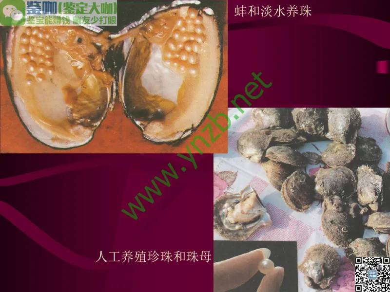 第11讲：高雅华贵的珠宝皇后：珍珠_X018-玉石珠宝鉴定教程最新合集_3、珠宝玉石鉴赏学习资料合集_珠宝玉石大学培训讲座教材