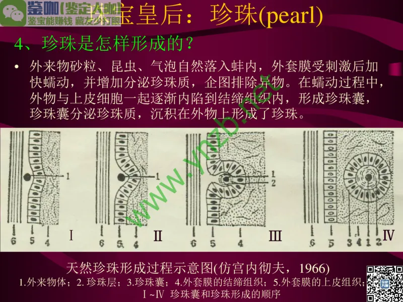 第11讲：高雅华贵的珠宝皇后：珍珠_X018-玉石珠宝鉴定教程最新合集_3、珠宝玉石鉴赏学习资料合集_珠宝玉石大学培训讲座教材