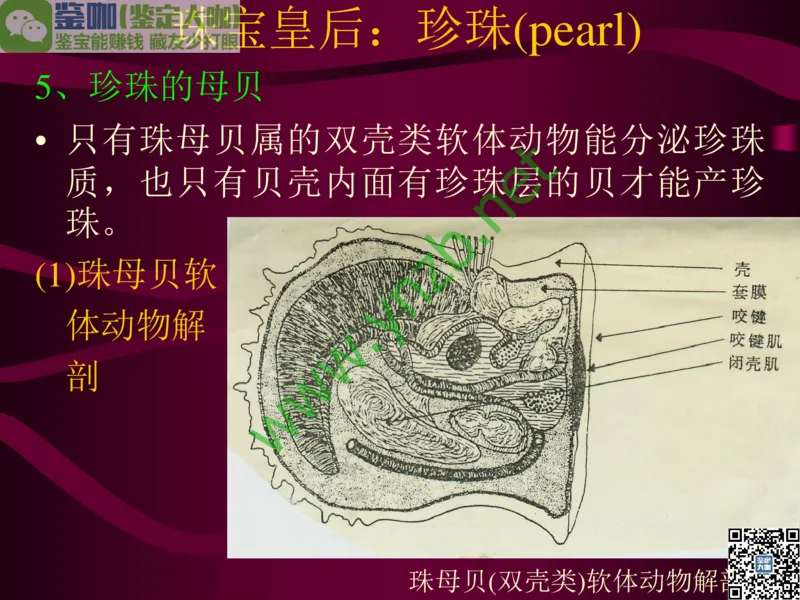 第11讲：高雅华贵的珠宝皇后：珍珠_X018-玉石珠宝鉴定教程最新合集_3、珠宝玉石鉴赏学习资料合集_珠宝玉石大学培训讲座教材