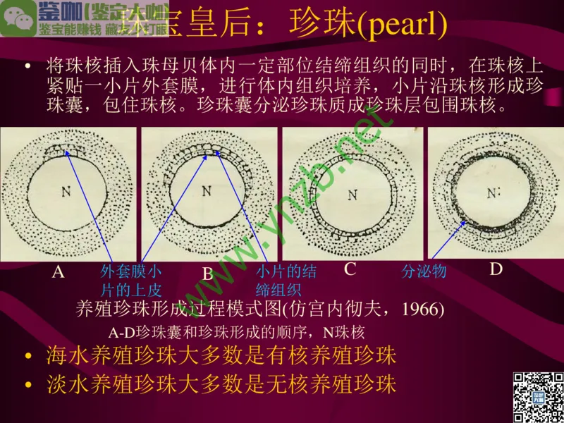 第11讲：高雅华贵的珠宝皇后：珍珠_X018-玉石珠宝鉴定教程最新合集_3、珠宝玉石鉴赏学习资料合集_珠宝玉石大学培训讲座教材