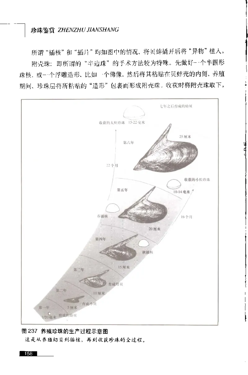 珍珠鉴赏_X018-玉石珠宝鉴定教程最新合集_3、珠宝玉石鉴赏学习资料合集
