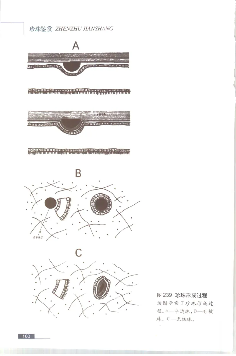 珍珠鉴赏_X018-玉石珠宝鉴定教程最新合集_3、珠宝玉石鉴赏学习资料合集