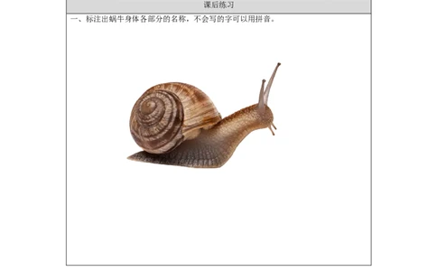 0925二年级科学(湘科版)观察蜗牛的反应-4练习题_二年级上下册资料_小学二年级学习资料-25年更新版_2-09、小学二年级科学上册_湘科版_练习题