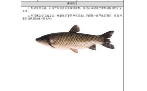 0929一年级科学(人教版)金鱼-4练习题_一年级上下册资料_小学一年级学习资料-25年更新版_1-09、小学一年级科学上册_人教鄂教版_练习题