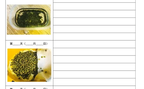 10.6四上第三单元绿豆生长观察表(1)_三年级上下册资料_三年级上册小红书同款资料_三年级(1)