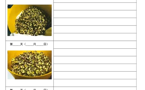 10.6四上第三单元绿豆生长观察表(1)_三年级上下册资料_三年级上册小红书同款资料_三年级(1)