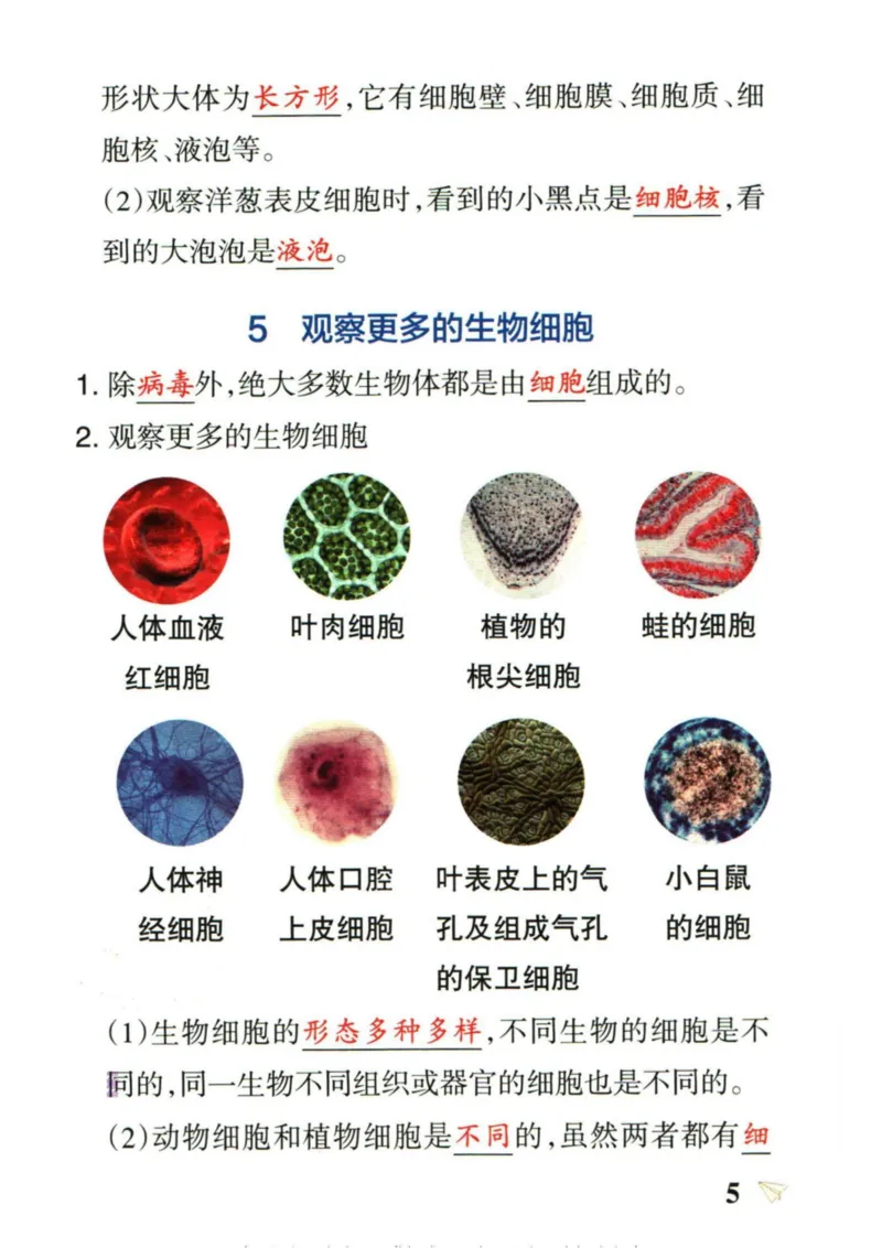 6年科学上册《基础知识手册》 教科版