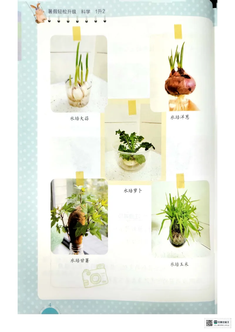 暑假轻松升级科学1升2_2024年人教版小学数学一二三四五六年级上册下册期中期末试a0747_小学全科《同步练习+精品试卷》打包下载（1-6年级单元月考期中期末试卷）_小学科学