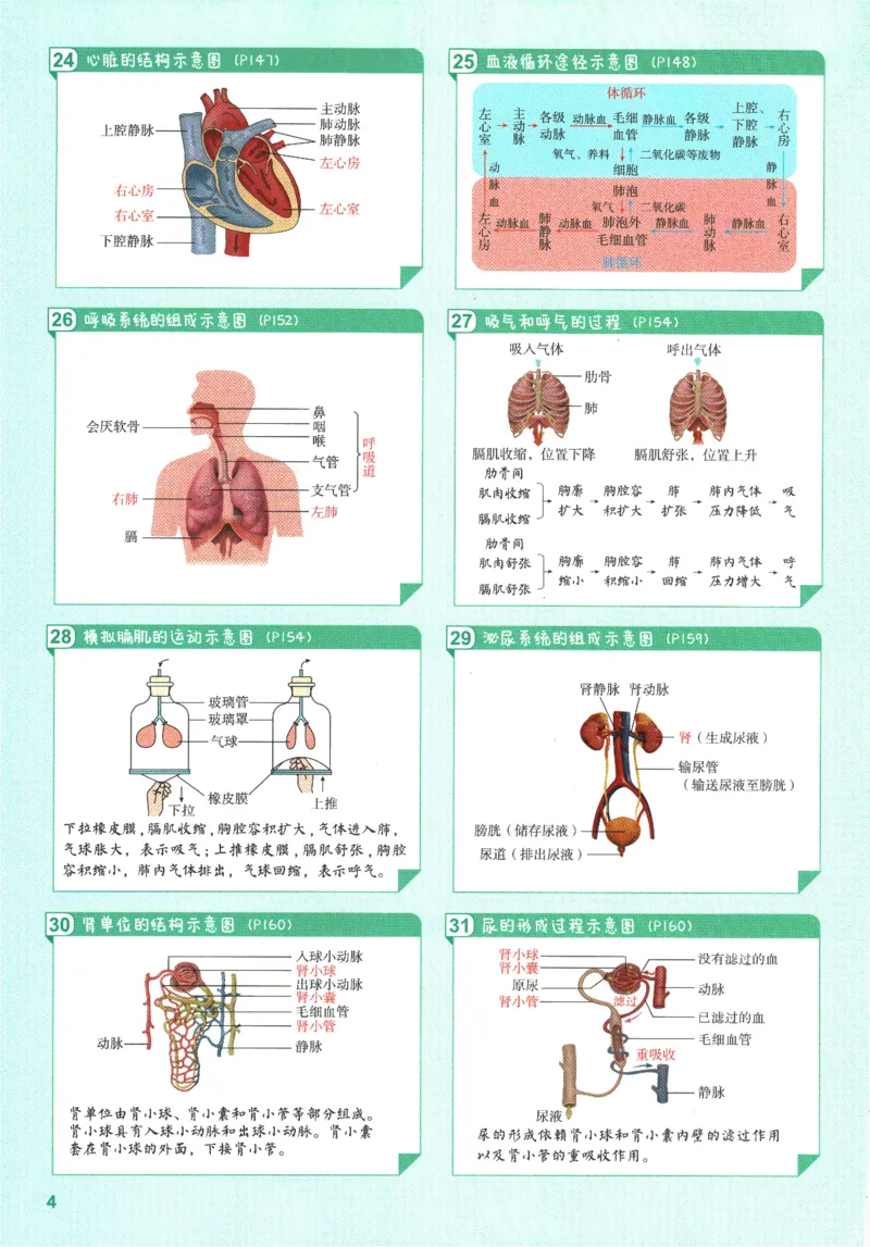 2026版53初中知识清单-生物