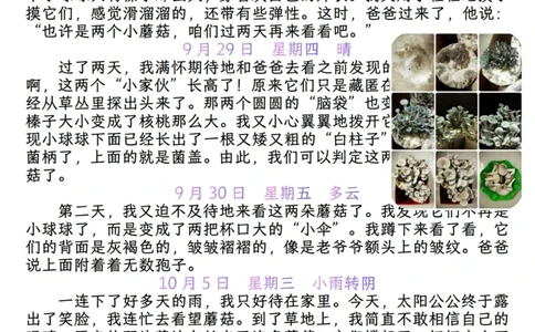 25秋🍎四年级上册语文第三单元《写观察日记》作文支架＋观察记录表+优秀范文_25秋语文1-6年级上册热门资料