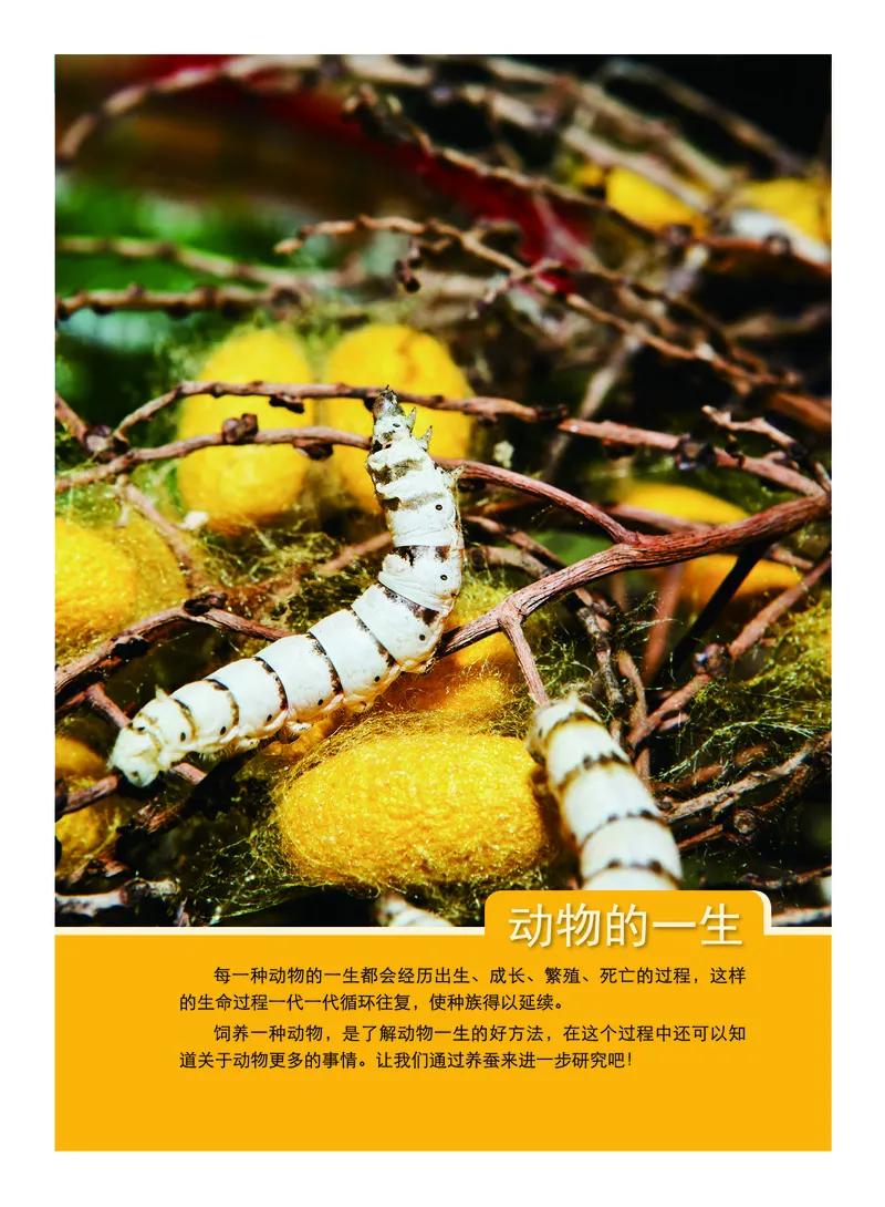 教科版3年级科学下册高清教材_全部版本&bull;小学科学电子课本_教科版小学科学电子课本