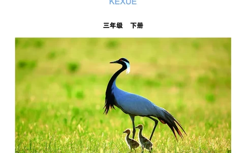 教科版3年级科学下册高清教材_全部版本&bull;小学科学电子课本_教科版小学科学电子课本