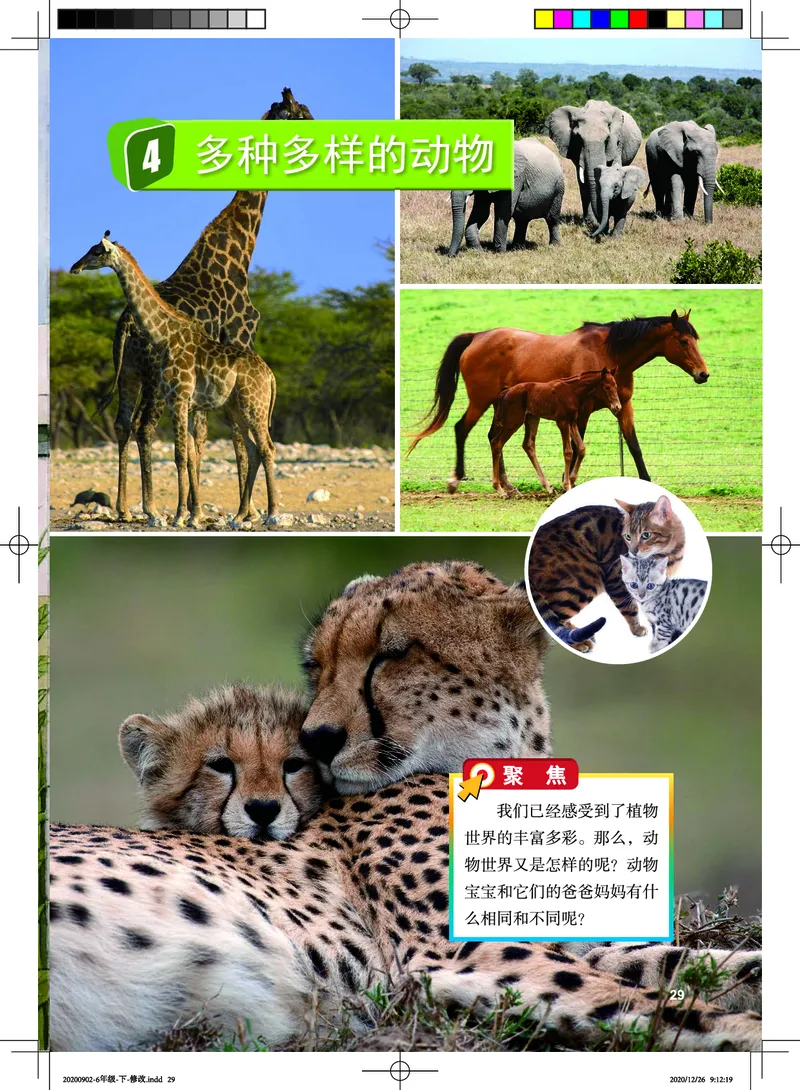 教科版6年级科学下册高清教材_全部版本&bull;小学科学电子课本_教科版小学科学电子课本