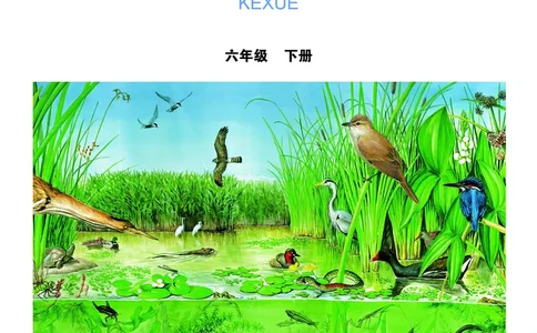 教科版6年级科学下册高清教材_全部版本&bull;小学科学电子课本_教科版小学科学电子课本