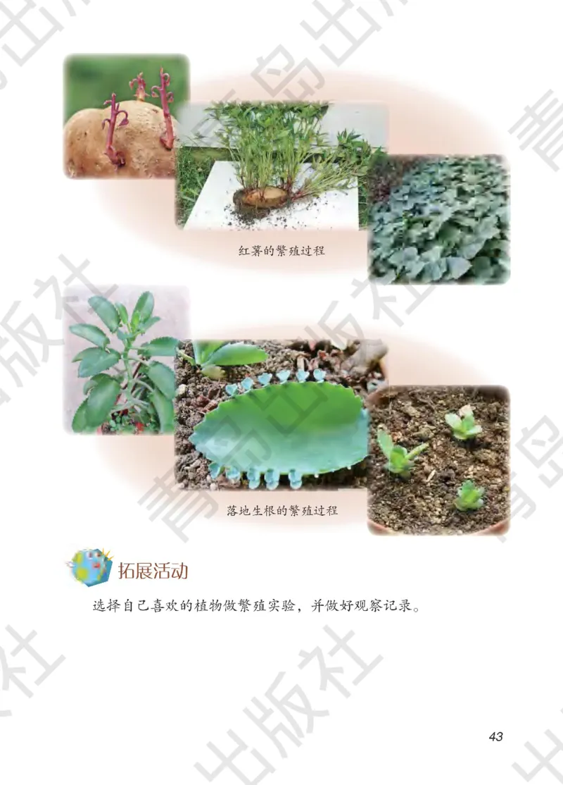 三年级下册科学青岛五四制电子课本_全部版本&bull;小学科学电子课本_青岛版54制小学科学课本