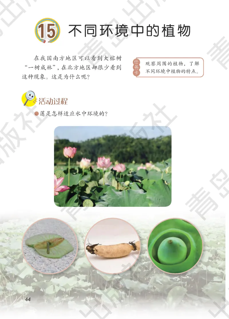 三年级下册科学青岛五四制电子课本_全部版本&bull;小学科学电子课本_青岛版54制小学科学课本