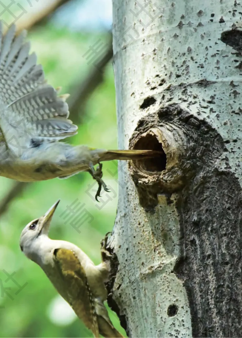 三年级下册科学青岛五四制电子课本_全部版本&bull;小学科学电子课本_青岛版54制小学科学课本