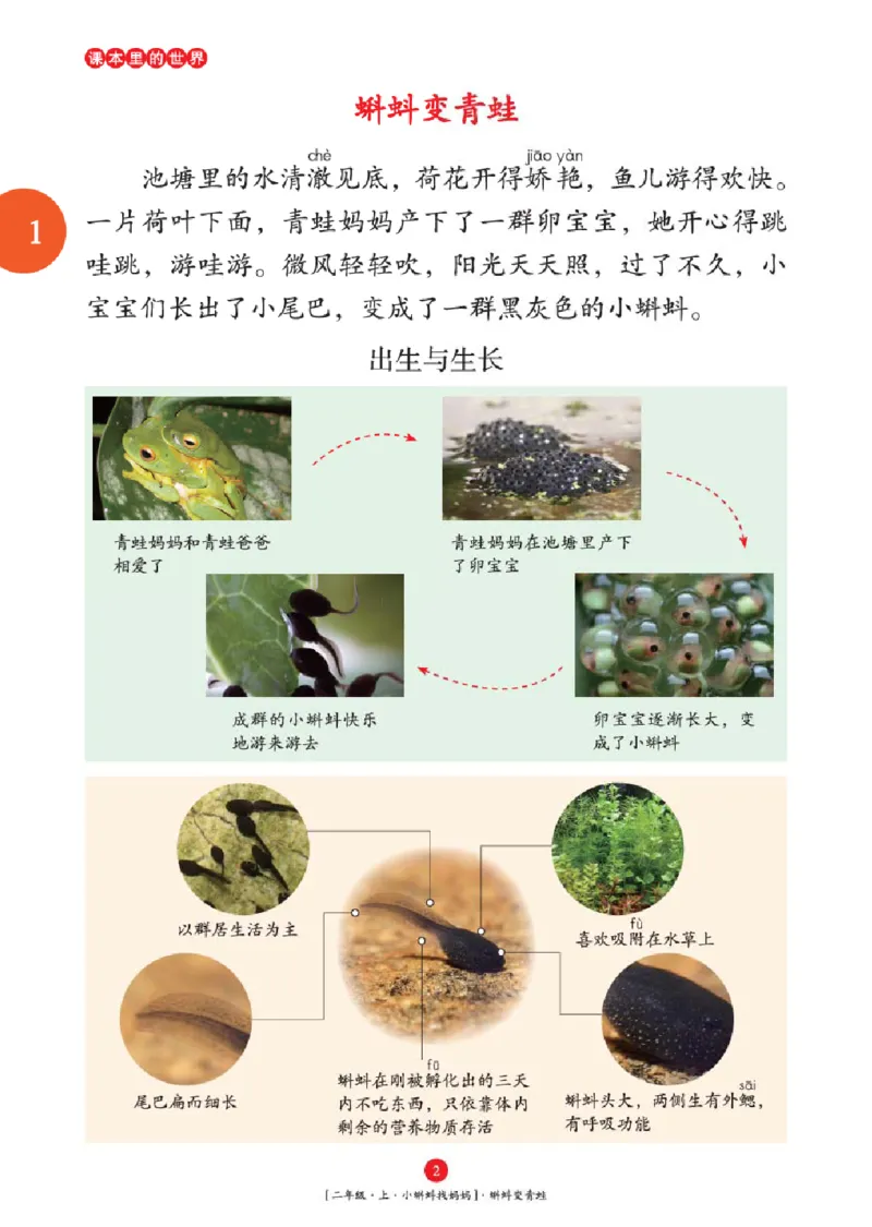 2年级-年级阅读_二年级上下册资料_小学二年级学习资料-25年更新版_2-01、小学二年级语文上册_2-1-2、练习题、作业、试题、试卷_电子册类_《绘本课堂》语文2年级上册（RJ）