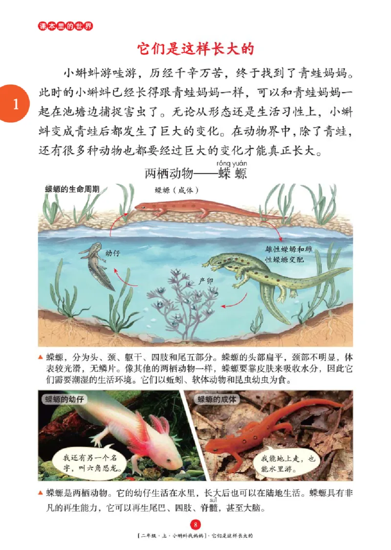 2年级-年级阅读_二年级上下册资料_小学二年级学习资料-25年更新版_2-01、小学二年级语文上册_2-1-2、练习题、作业、试题、试卷_电子册类_《绘本课堂》语文2年级上册（RJ）