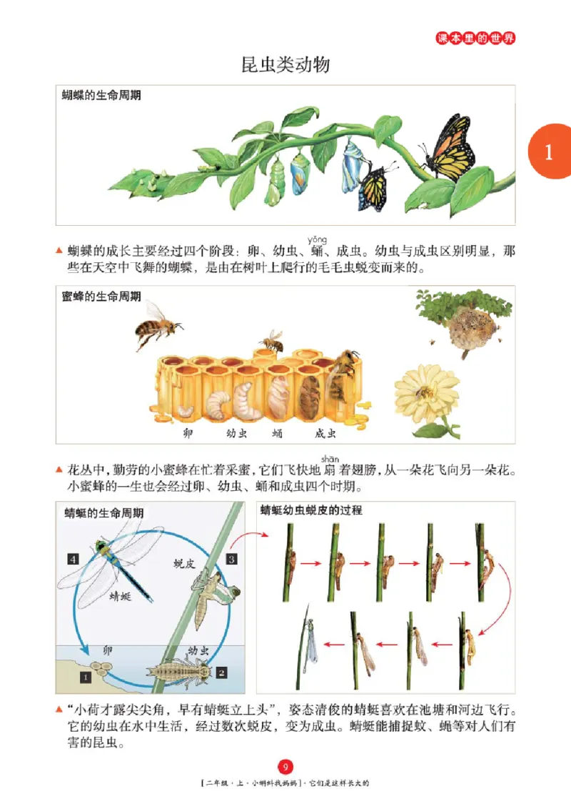 2年级-年级阅读_二年级上下册资料_小学二年级学习资料-25年更新版_2-01、小学二年级语文上册_2-1-2、练习题、作业、试题、试卷_电子册类_《绘本课堂》语文2年级上册（RJ）
