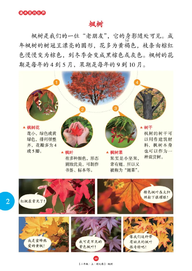 2年级-年级阅读_二年级上下册资料_小学二年级学习资料-25年更新版_2-01、小学二年级语文上册_2-1-2、练习题、作业、试题、试卷_电子册类_《绘本课堂》语文2年级上册（RJ）