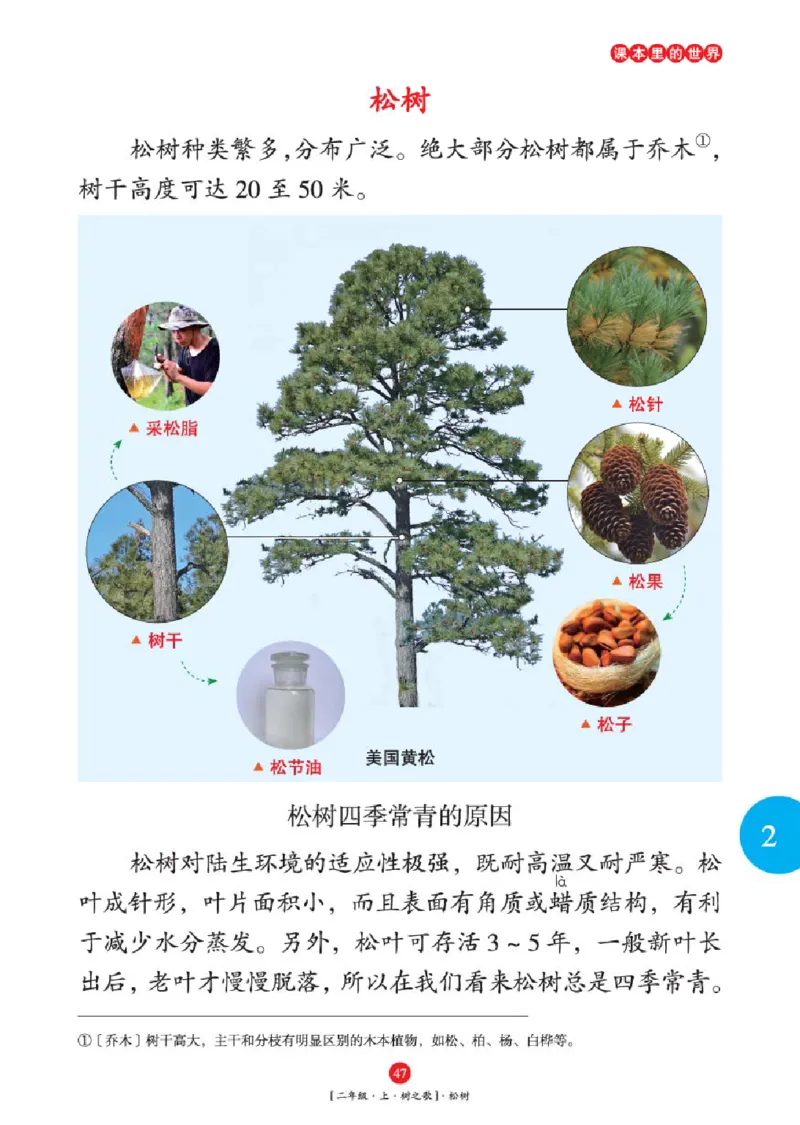 2年级-年级阅读_二年级上下册资料_小学二年级学习资料-25年更新版_2-01、小学二年级语文上册_2-1-2、练习题、作业、试题、试卷_电子册类_《绘本课堂》语文2年级上册（RJ）