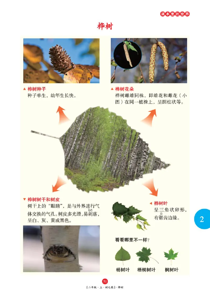 2年级-年级阅读_二年级上下册资料_小学二年级学习资料-25年更新版_2-01、小学二年级语文上册_2-1-2、练习题、作业、试题、试卷_电子册类_《绘本课堂》语文2年级上册（RJ）