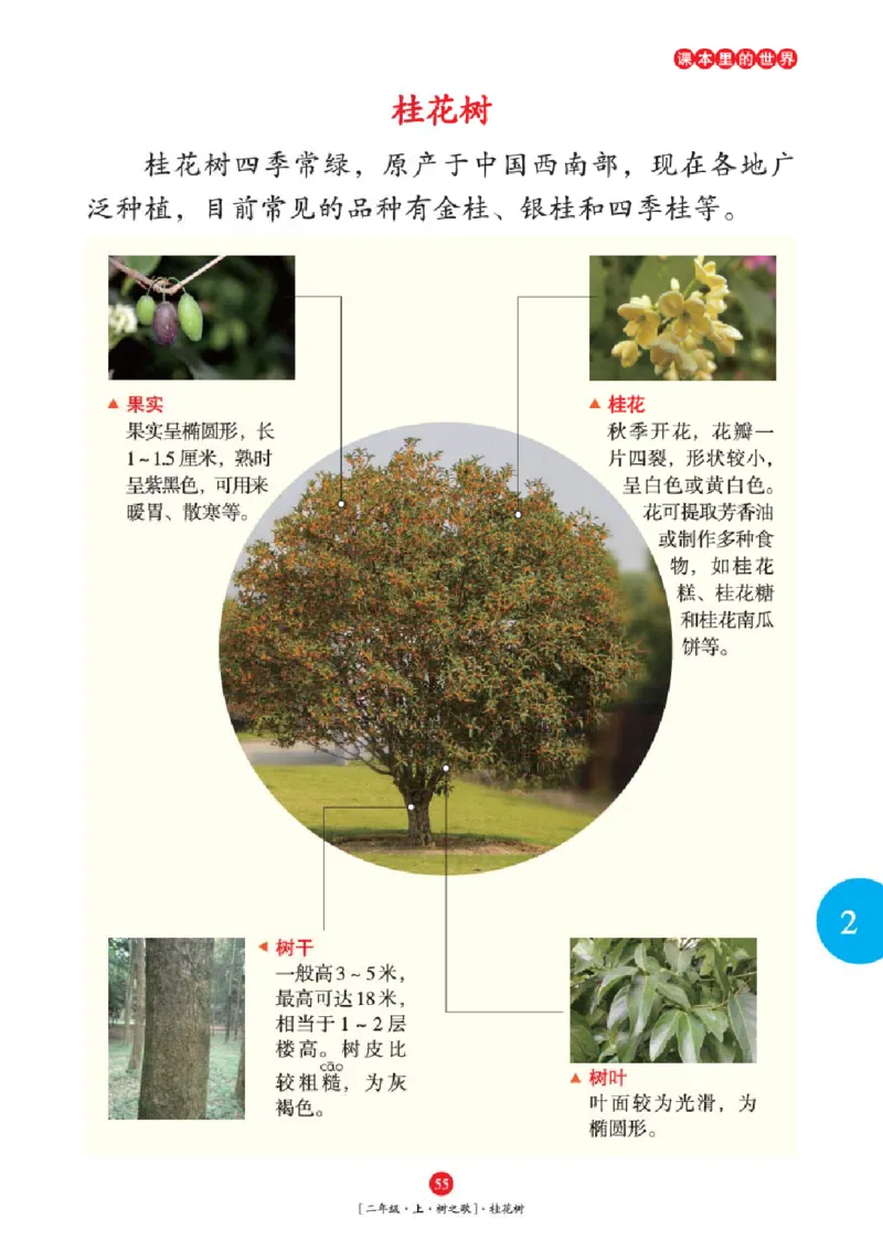 2年级-年级阅读_二年级上下册资料_小学二年级学习资料-25年更新版_2-01、小学二年级语文上册_2-1-2、练习题、作业、试题、试卷_电子册类_《绘本课堂》语文2年级上册（RJ）