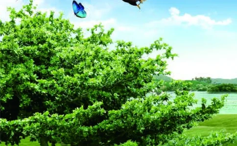 四年级上册科学青岛版五四制电子课本_全部版本&bull;小学科学电子课本_青岛版54制小学科学课本