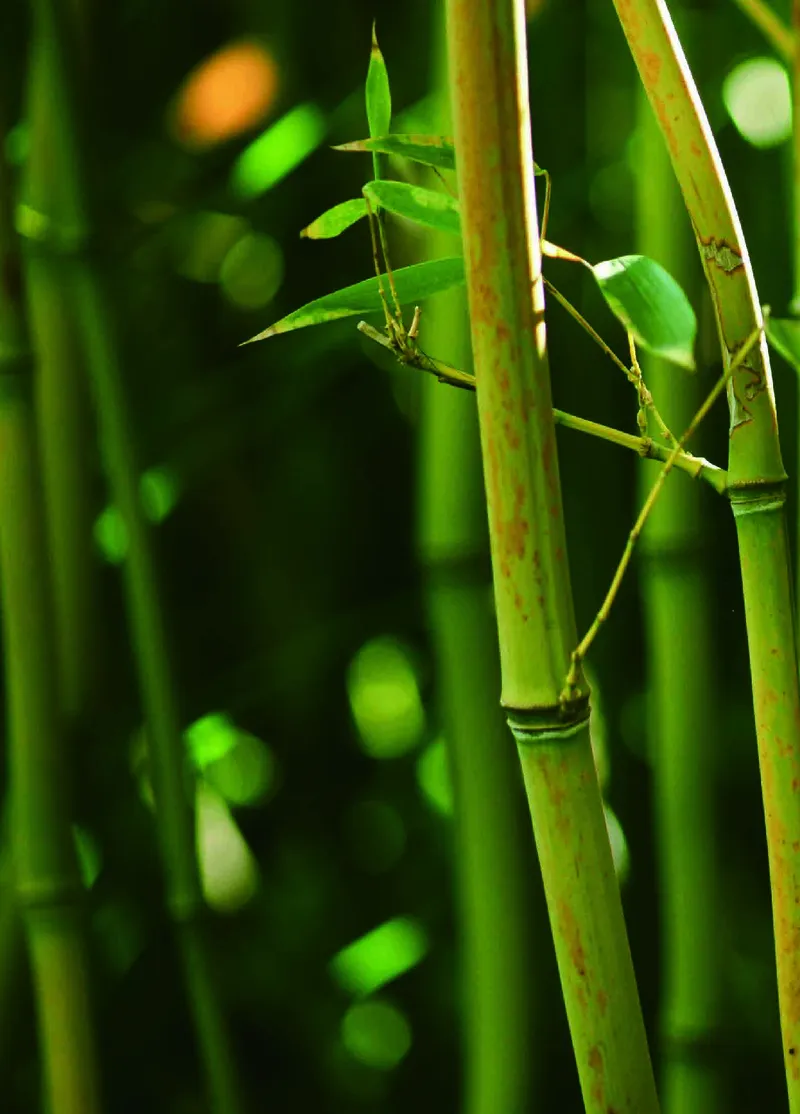 三年级上册科学青岛版五四制电子课本_全部版本&bull;小学科学电子课本_青岛版54制小学科学课本