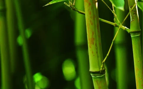 三年级上册科学青岛版五四制电子课本_全部版本&bull;小学科学电子课本_青岛版54制小学科学课本