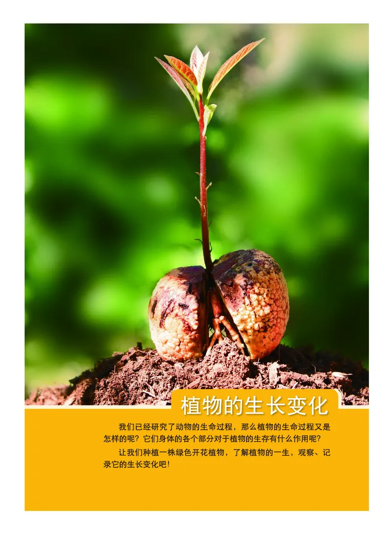 教科版4年级科学下册高清教材_全部版本&bull;小学科学电子课本_教科版小学科学电子课本