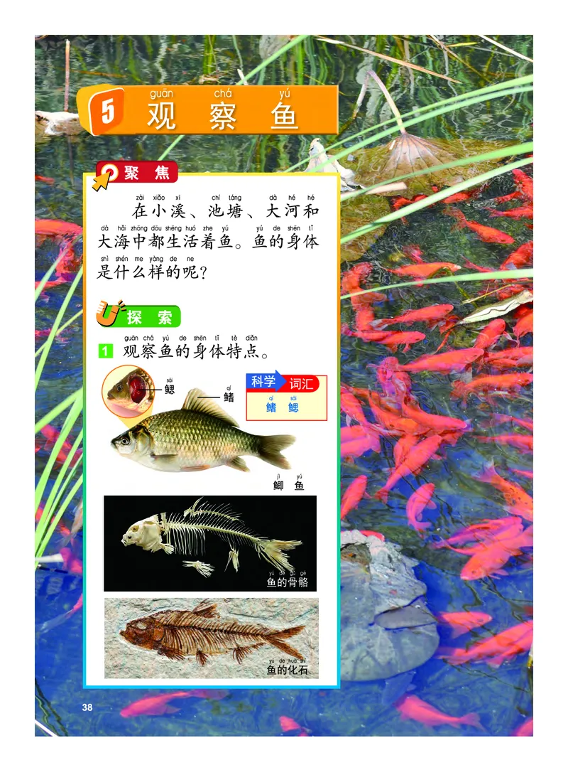 教科版1年级科学下册高清教材_全部版本&bull;小学科学电子课本_教科版小学科学电子课本