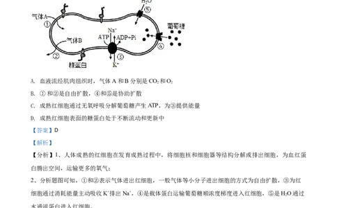 2021年高考生物试卷（河北）（解析卷）_生物历年高考真题_新&middot;Word版2008-2025&middot;高考生物真题_生物（按年份分类）2008-2025_2021&middot;高考生物真题