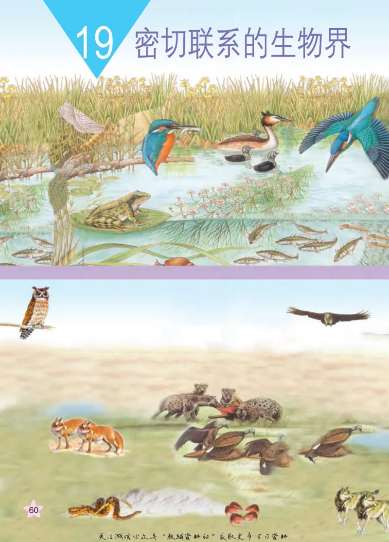 四年级下册科学青岛五四制电子课本_全部版本&bull;小学科学电子课本_青岛版54制小学科学课本