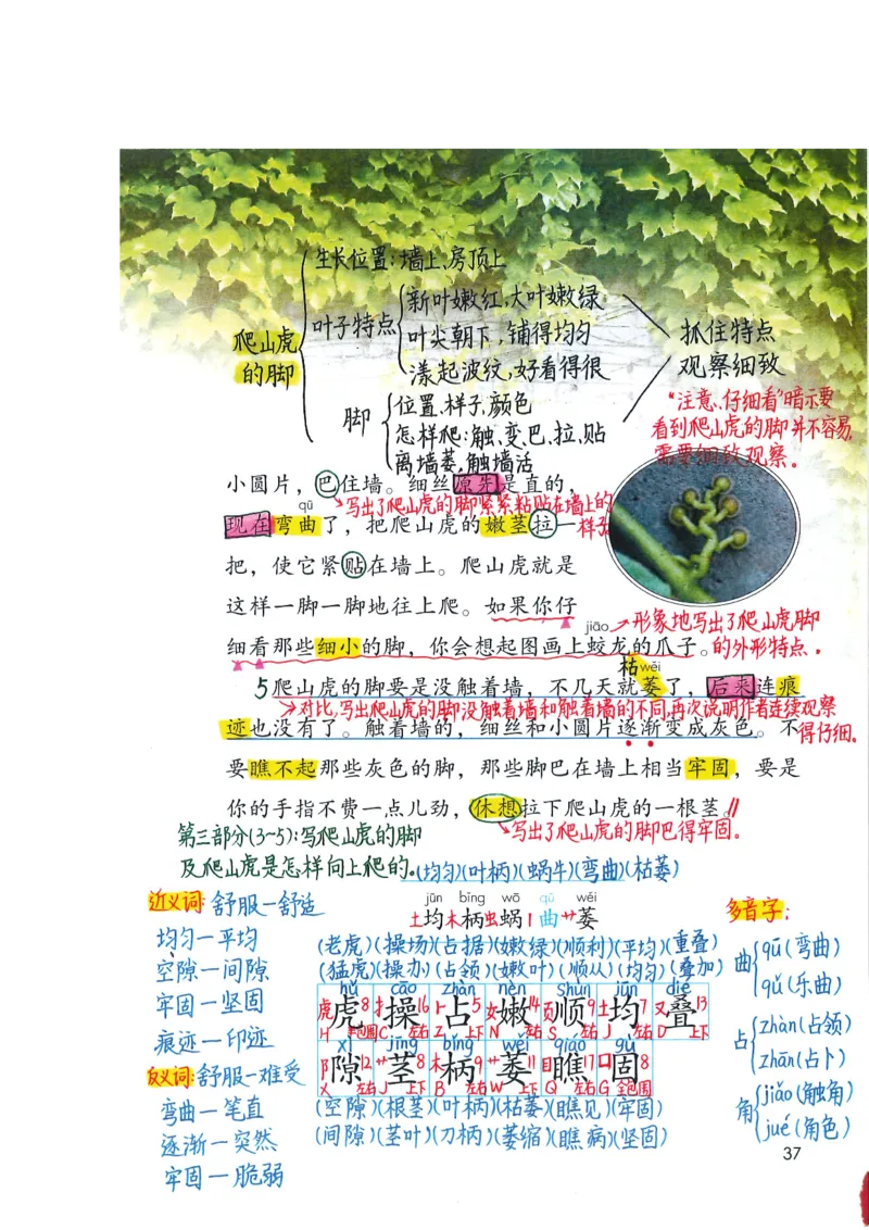 四年级上课堂笔记_小学全网线上同款资料_k92_语文