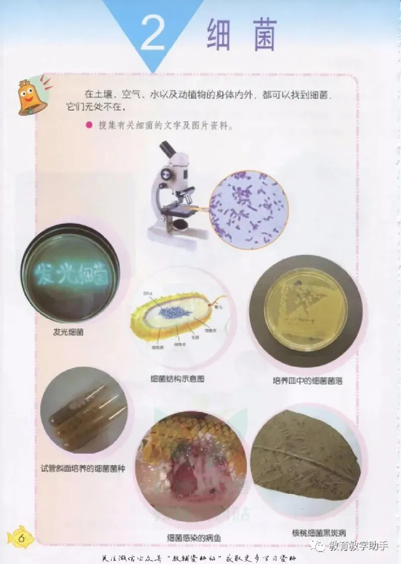 五年级上册科学青岛版五四制电子课本_全部版本&bull;小学科学电子课本_青岛版54制小学科学课本