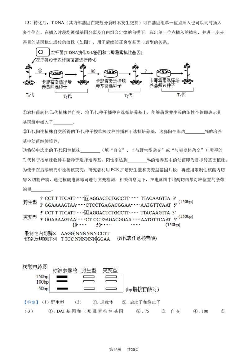 2023年高考生物试卷（广东）（解析卷）_生物历年高考真题_新&middot;Word版2008-2025&middot;高考生物真题_生物（按省份分类）2008-2025_2008-2025&middot;（广东）生物高考真题