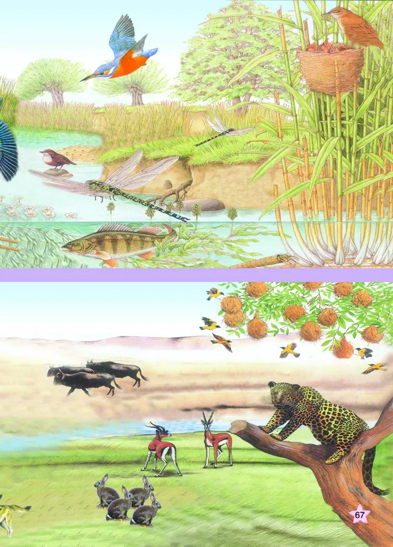 青岛版6年级科学上册高清教材_全部版本&bull;小学科学电子课本_青岛版63制小学科学课本