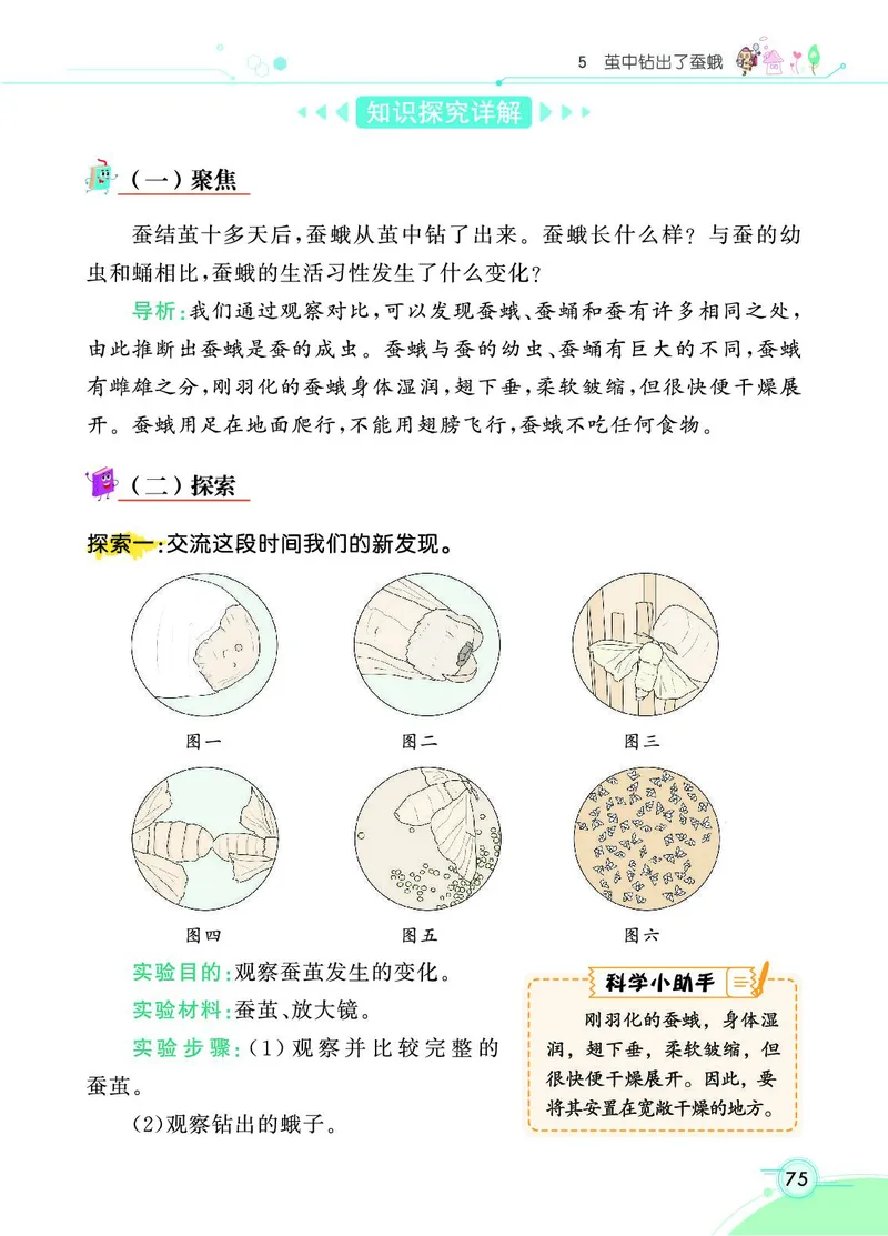 《七彩课堂》科学3年级下册（教科版）_三年级上下册资料_小学三年级学习资料-25年更新版_3-10、小学三年级科学下册_教科版_电子册类