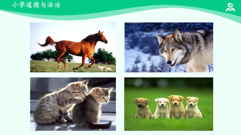 8可爱的动物_课件_一年级上下册资料_小学一年级学习资料-25年更新版_1-08、小学一年级道德与法治下册_课时练与课件