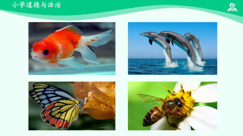 8可爱的动物_课件_一年级上下册资料_小学一年级学习资料-25年更新版_1-08、小学一年级道德与法治下册_课时练与课件