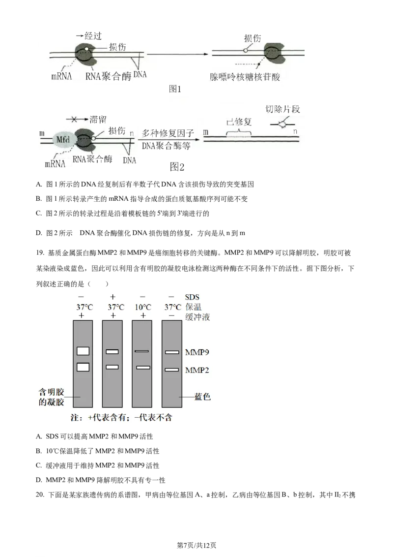 2023年高考生物试卷（辽宁）（空白卷）_生物历年高考真题_新&middot;Word版2008-2025&middot;高考生物真题_生物（按年份分类）2008-2025_2023&middot;高考生物真题